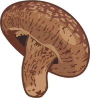 独特の風味に富むシイタケのイラスト
