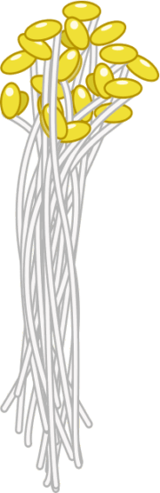 白くてシャキシャキした食感のモヤシのイラスト