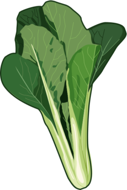 コマツナ 冬場が旬のコマツナのイラスト