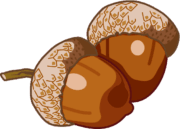 秋の風物詩であるドングリのイラスト