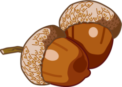 ドングリ 秋の風物詩であるドングリのイラスト