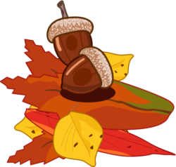 ドングリ ドングリと落葉のイラスト
