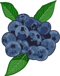 甘酸っぱいブルーベリーのイラスト