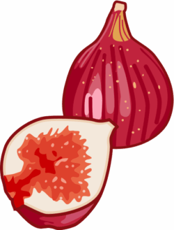 熟れて甘みが増したイチジクのイラスト