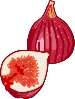 イチジク 熟れて甘みが増したイチジクのイラスト