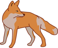 キツネ 後ろを見ているキツネのイラスト