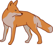 キツネ 後ろを見ているキツネのイラスト