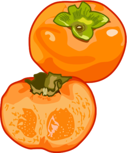 柿 熟れて甘くなった柿のイラスト