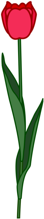 赤いチューリップ 赤色のチューリップのイラスト。