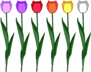 色々 色々な色のチューリップが並んでいるイラスト。
