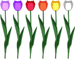 色々 色々な色のチューリップが並んでいるイラスト。