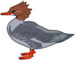 渡り鳥であるアイサガモのイラスト。
