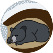 穴の中で冬眠しているクマのイラスト。