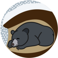冬眠 穴の中で冬眠しているクマのイラスト。