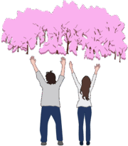 桜林満開万歳イラスト。