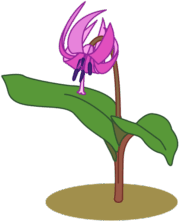 カタクリ 早春の風物詩であるカタクリのイラスト。