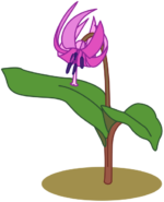 カタクリ 早春の風物詩であるカタクリのイラスト。