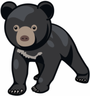 子グマ ツキノワグマの可愛い子グマのイラスト。