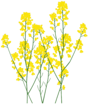 菜の花 春の季節感あふれる菜の花のイラスト。