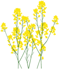 菜の花 春の季節感あふれる菜の花のイラスト。
