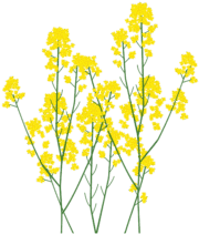 菜の花 春の季節感あふれる菜の花のイラスト。