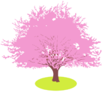 桜の木 満開の桜の木のイラスト。