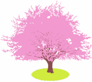 満開の桜の木のイラスト。