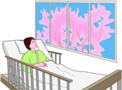 病室の窓から桜を眺めている入院患者のイラスト。