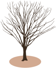 ケヤキ 葉を落としたケヤキの裸木のイラスト