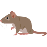 ネズミ すばしっこいネズミのイラスト