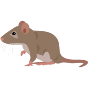 ネズミ すばしっこいネズミのイラスト