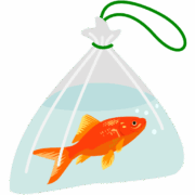 金魚 お祭りの景品の金魚のイラスト