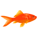 金魚のイラスト