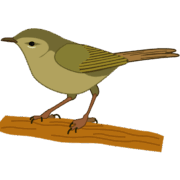 ウグイス 小枝に止まってさえずる春のウグイスのイラスト