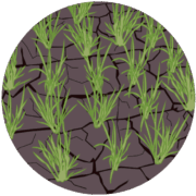 雨不足 雨不足のせいで、干上がった水田と、萎れてしまった稲の苗のイラスト