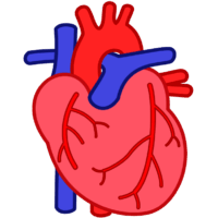 心臓の簡略イラスト