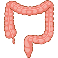 シンプルな大腸のイラスト