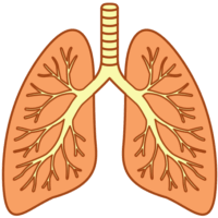 人体の肺のイラスト
