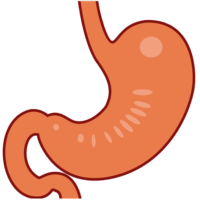 シンプルでわかりやすい胃のイラスト