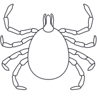 感染症を媒介するマダニの「注意喚起サイン」のイラスト・図は白ベタに黒罫線