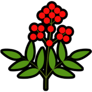 ナンテンアイコン お正月を縁起物で彩る!南天(ナンテン)のシンプルなアイコン素材