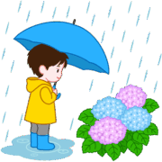 雨降りに傘をさしてアジサイの花を見つめている少年のイラスト
