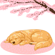 桜の絨毯の上で昼寝をしているゴールデンリトリバーのイラスト