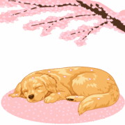 桜と犬 桜の絨毯の上で昼寝をしているゴールデンリトリバーのイラスト