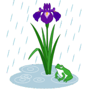 梅雨の雨に咲く花しょうぶと、水たまりの蛙のイラスト