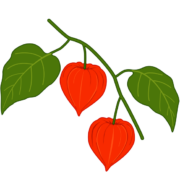 お盆に飾る葉の付いた赤いホオズキ（鬼灯）のイラスト
